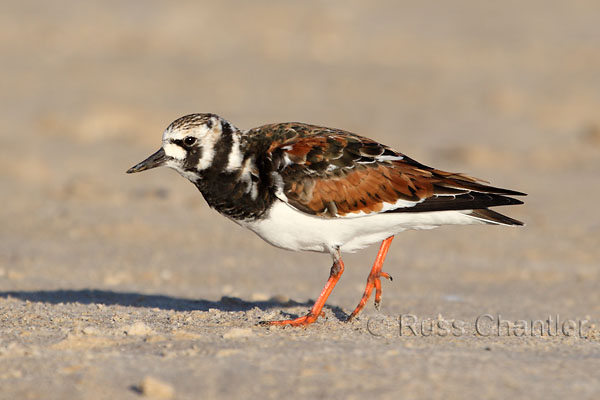 Ruddy Turnstone © Russ Chantler